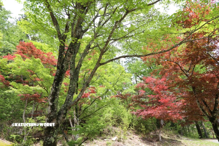 2019/05/05 かえで展示林 01