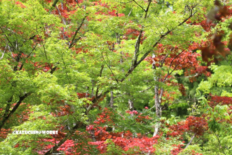 2019/05/05 かえで展示林 02
