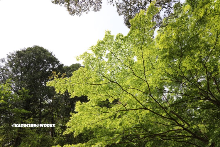 2019/05/05 ~せきれい橋 02