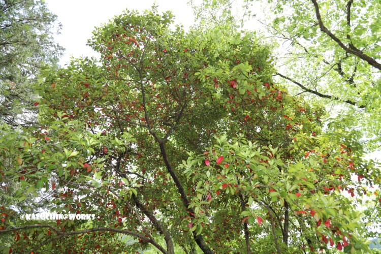 2019/05/05 ~せきれい橋 07