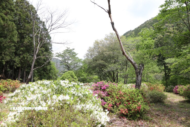 2019/05/05 ~せきれい橋 08