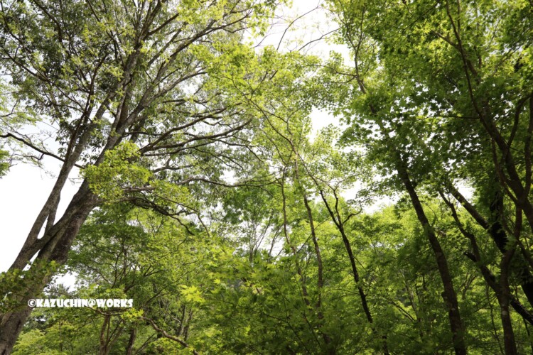 2019/05/05 ~せきれい橋 09