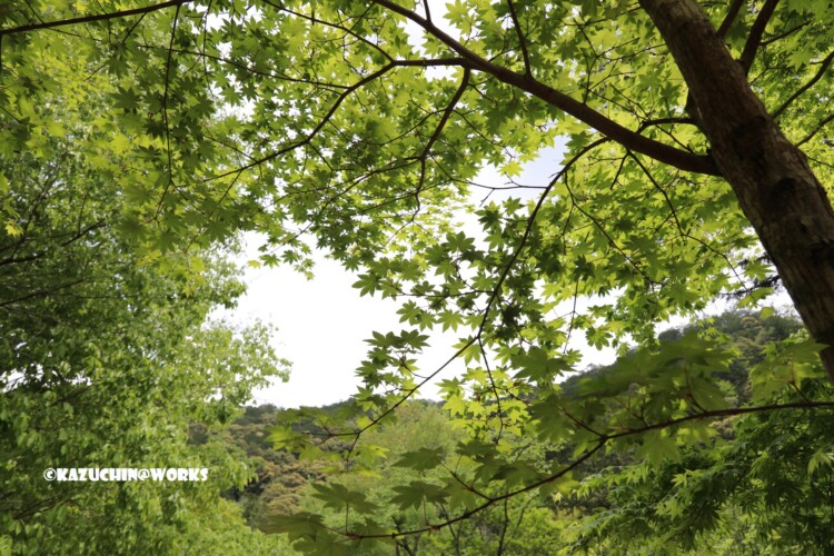 2019/05/05 ~せきれい橋 10