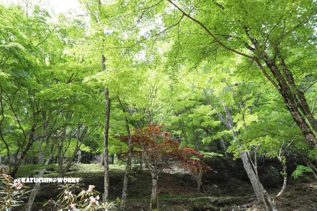 2019/05/05 ~せきれい橋 12