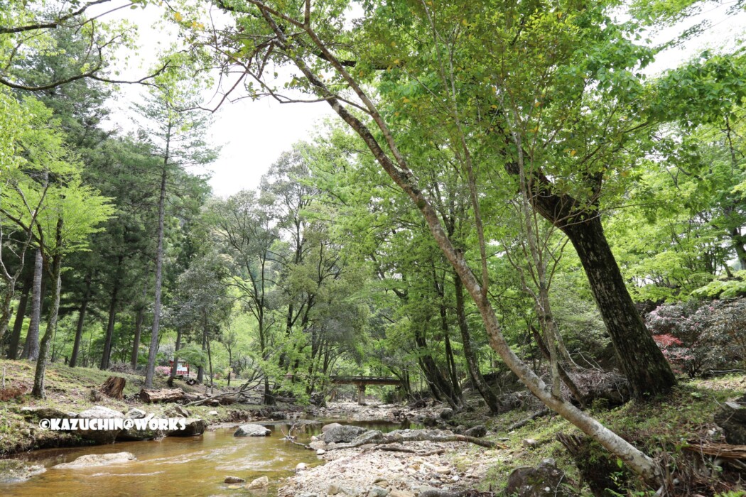 2019/05/05 せきれい橋 周辺 02