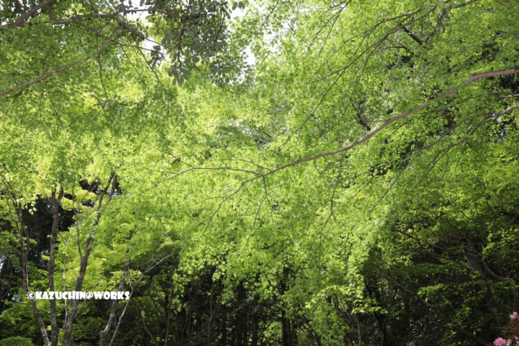 2019/05/05 ~バードサンクチュアリー 02