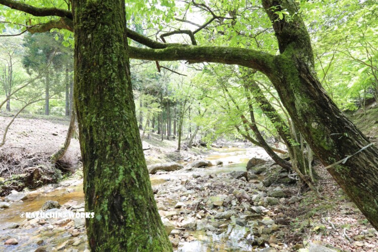 2019/05/05 ~バードサンクチュアリー 03