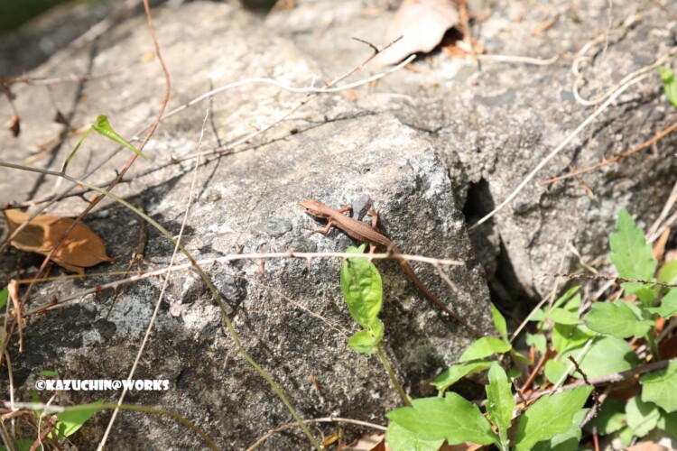 2019/05/05 ~バードサンクチュアリー 06