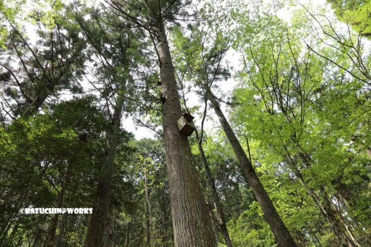 2019/05/05 ~バードサンクチュアリー 07