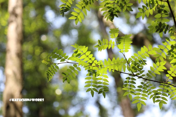 2019/05/05 ~下石の滝 02