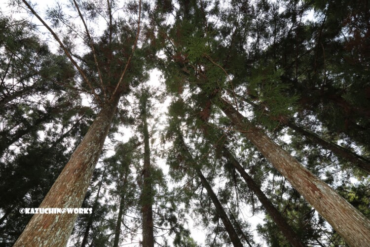 2019/05/05 ~下石の滝 05