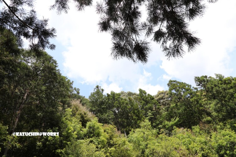 2019/05/05 ~下石の滝 06