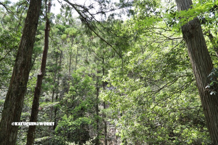 2019/05/05 ~下石の滝 03