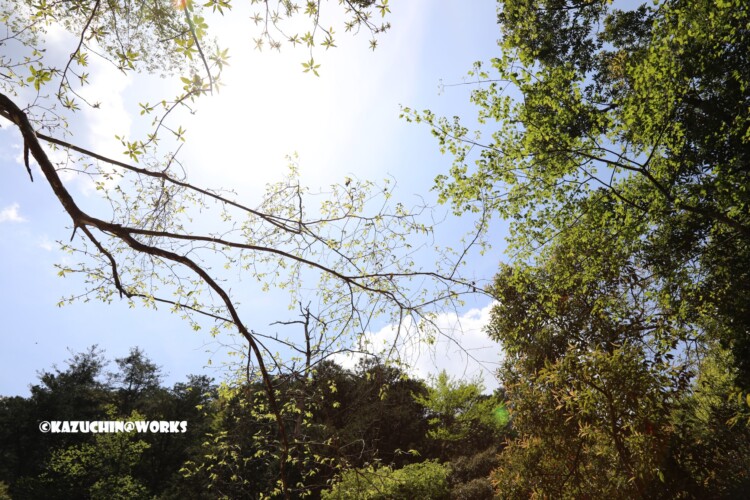 2019/05/05 ~下石の滝 10