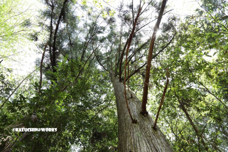 2019/05/05 ~下石の滝 17