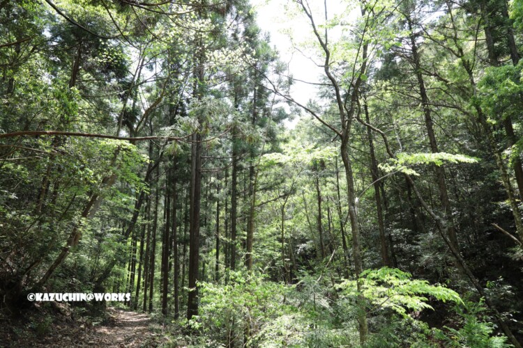 2019/05/05 ~下石の滝 18