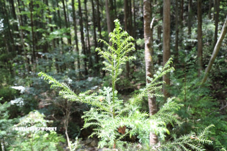 2019/05/05 ~下石の滝 11