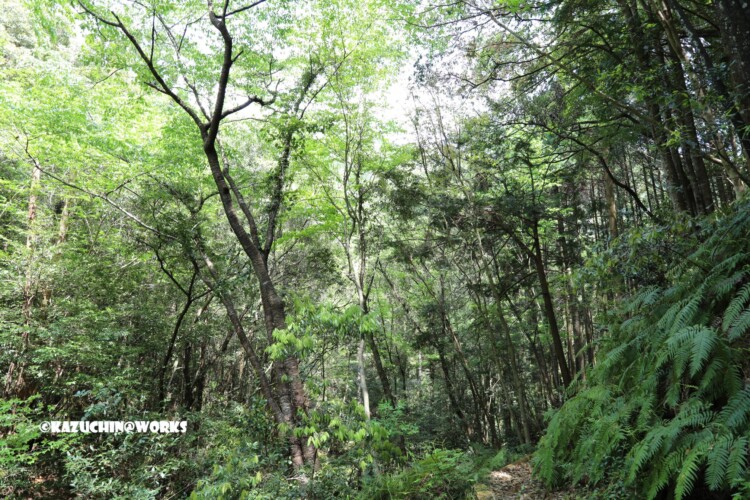 2019/05/05 ~下石の滝 14