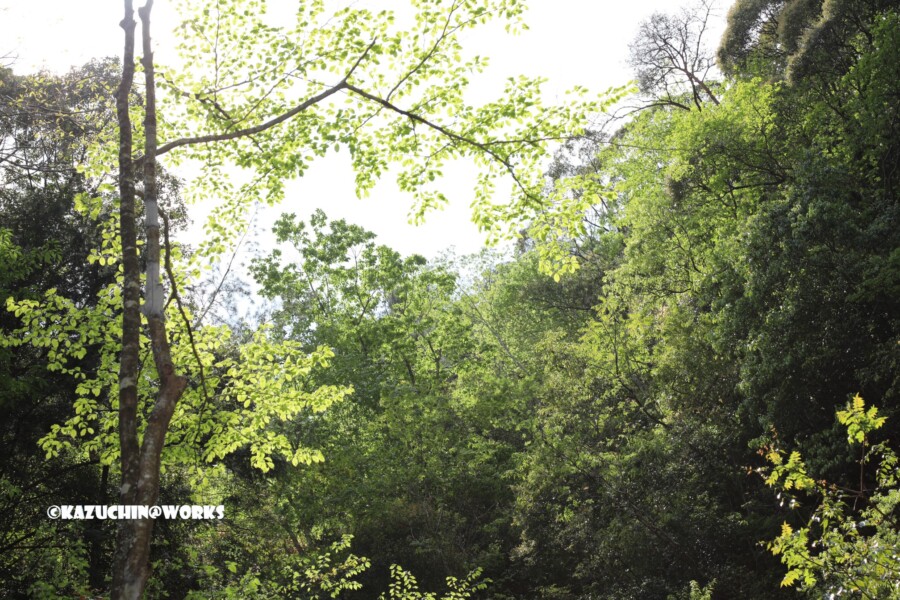 2019/05/05 下石の滝 03