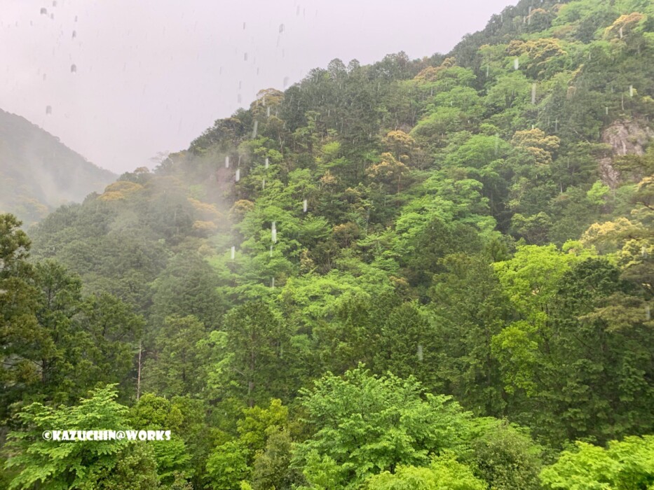 2019/05/04(土) 愛知県民の森 雨風景 2019/05/04(土) 愛知県民の森 雨風景