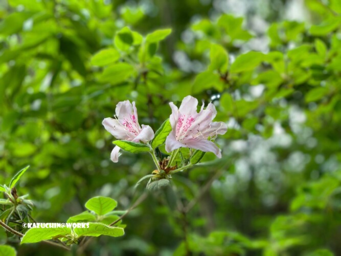 2019/05/04(土) 愛知県民の森 川沿いに咲く花 2019/05/04(土) 愛知県民の森 川沿いに咲く花