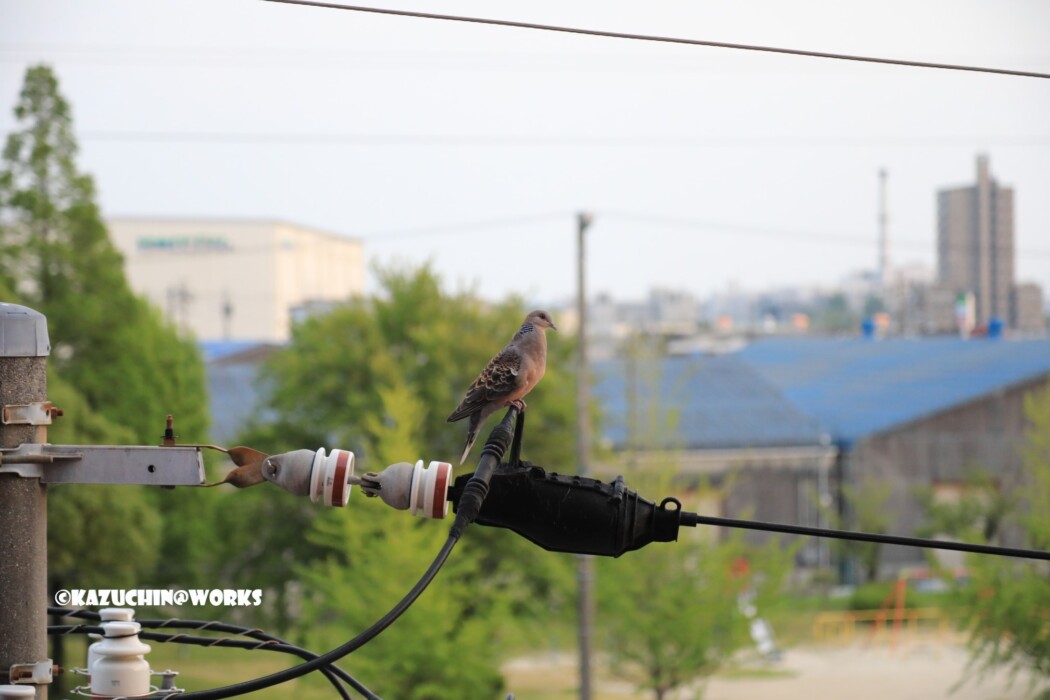 2019/06/22 お客さん 01