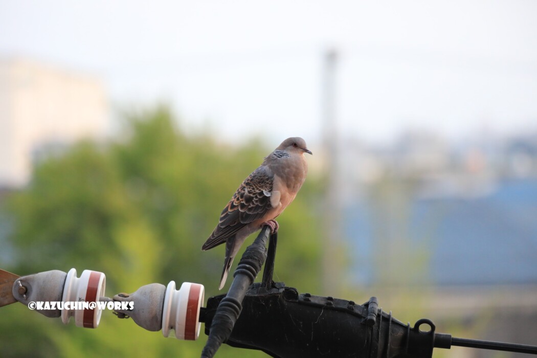 2019/06/22 お客さん 02