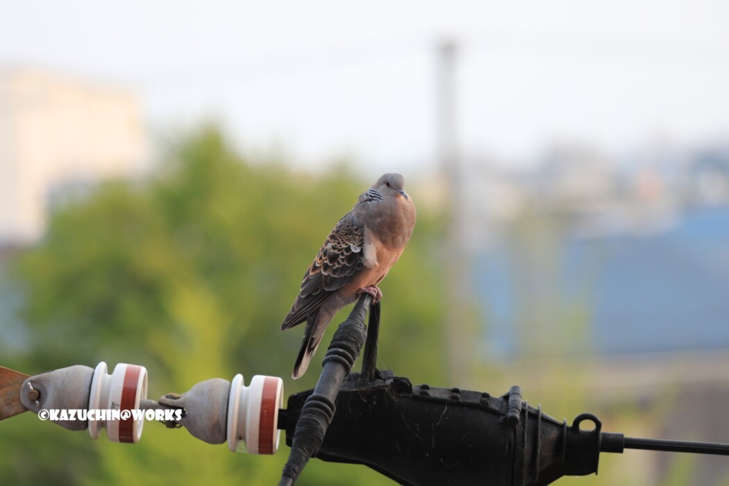 2019/06/22 お客さん 03