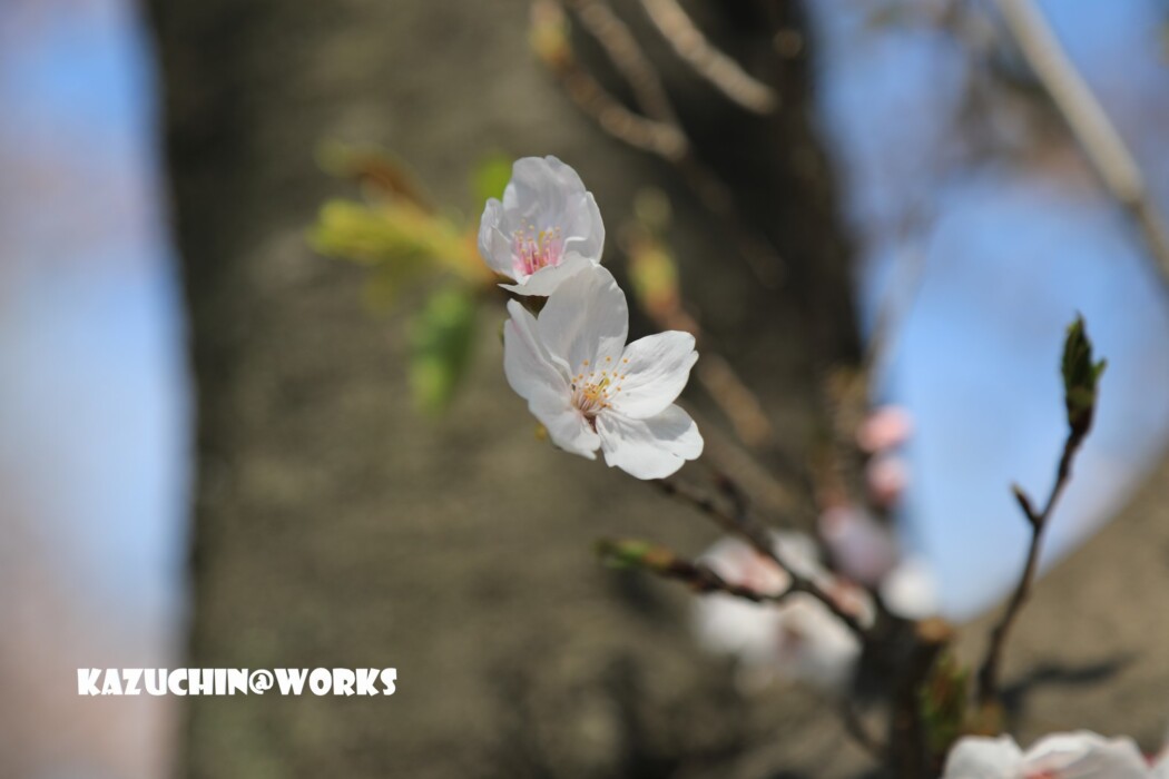 こんなときだから... 003