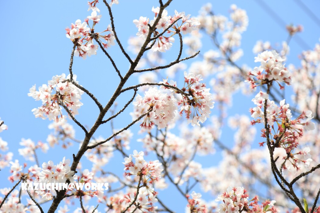 こんなときだから... 008