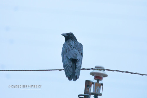 2020年04月12日のお客さん その01 2020年04月12日のお客さん その01