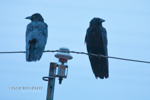 2020年04月12日のお客さん その02 2020年04月12日のお客さん その02