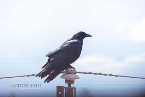 2020年04月19日のお客さん その01 2020年04月19日のお客さん その01