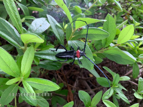 2020年06月29日の特定外来生物 クビアカツヤカミキリ その01 2020年06月29日の特定外来生物 クビアカツヤカミキリ その01