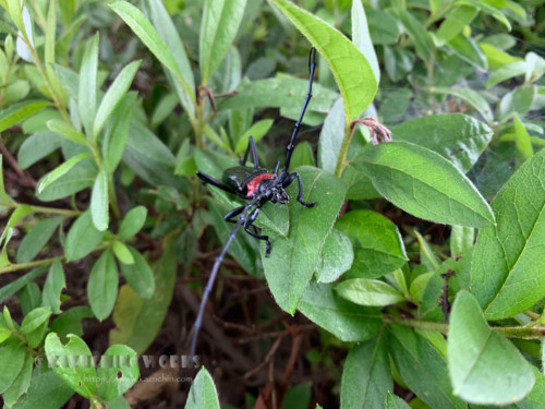 2020年06月29日の特定外来生物 クビアカツヤカミキリ その02 2020年06月29日の特定外来生物 クビアカツヤカミキリ その02