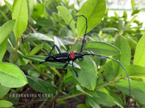 2020年06月29日の特定外来生物 クビアカツヤカミキリ その03 2020年06月29日の特定外来生物 クビアカツヤカミキリ その03