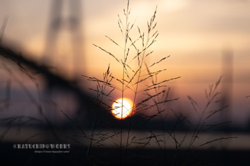 2020年08月30日の朝草 その02 2020年08月30日の朝草 その02