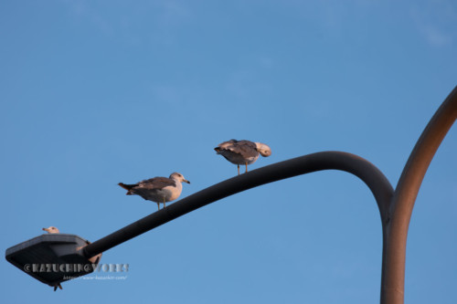 2020年08月30日の朝鴎 2020年08月30日の朝鴎